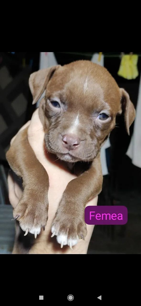 Pitbull 