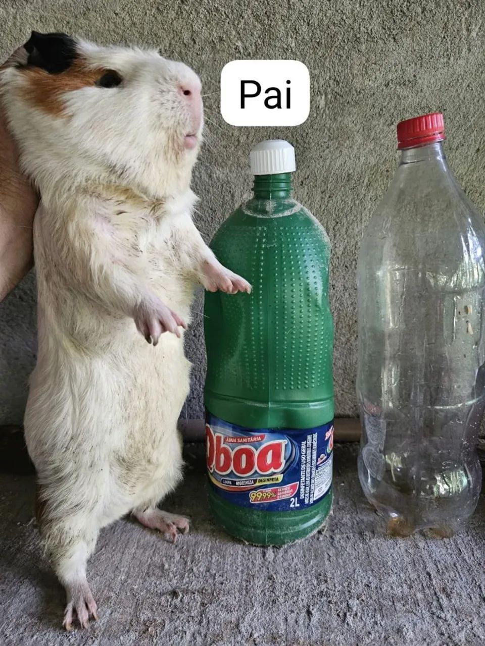 Porquinho da india Cui gigante filhotes lindos 