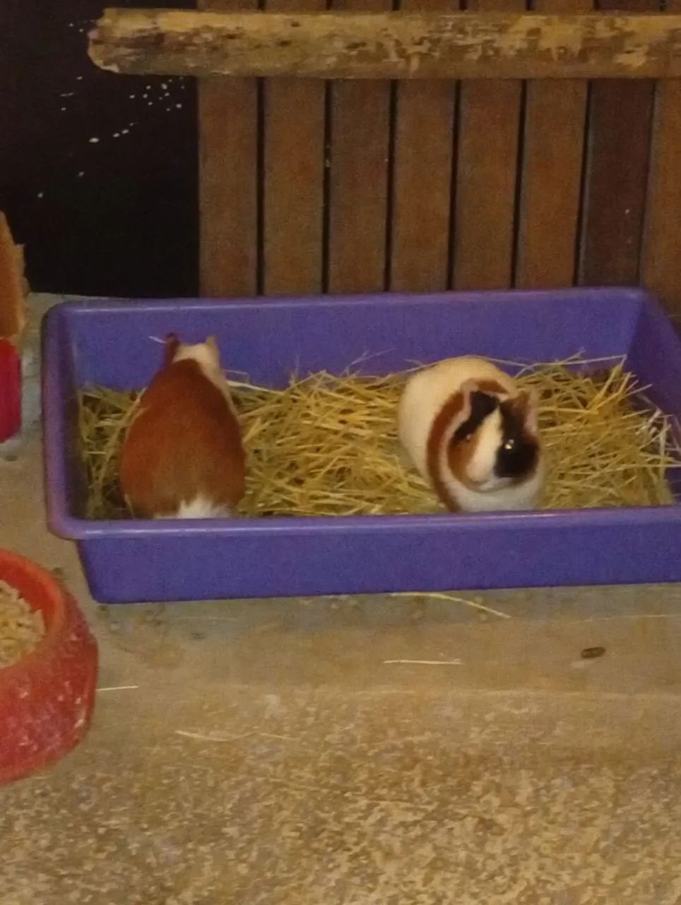 Roedores 64706125866241120