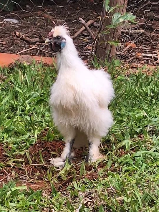 Galo da raça sedosa do Japão.