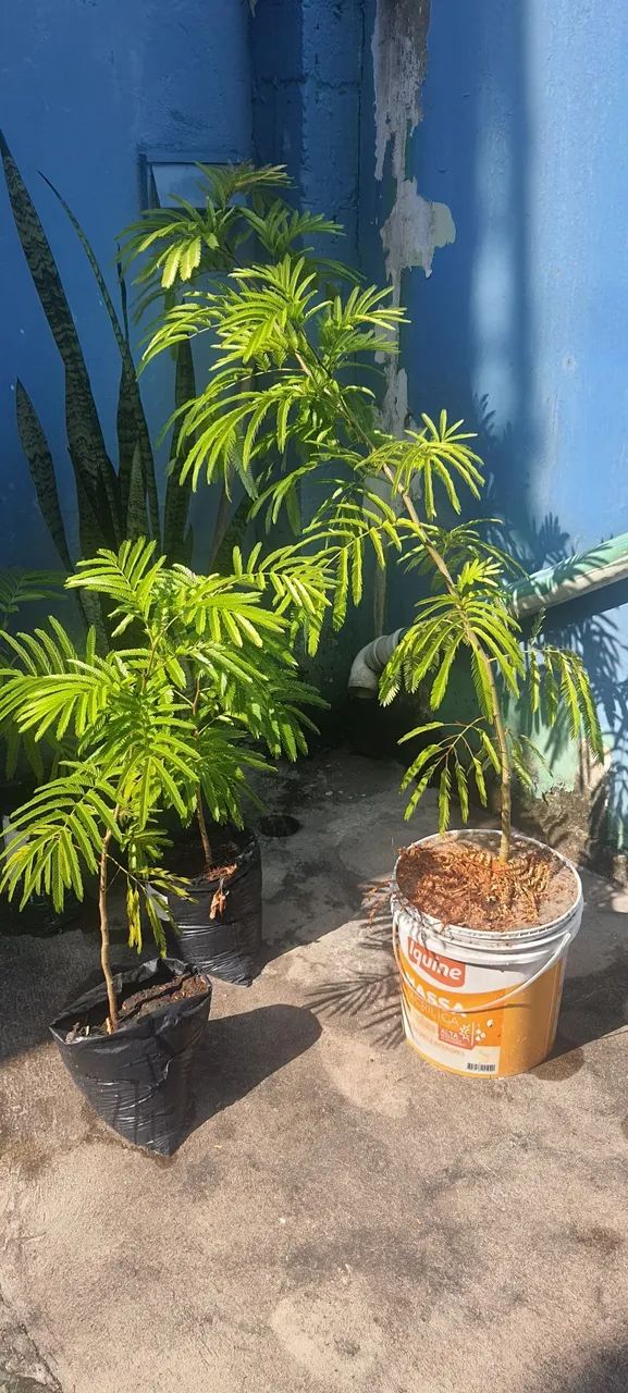 Mudas de árvore BRINCO DE ÍNDIO 63824580419969120