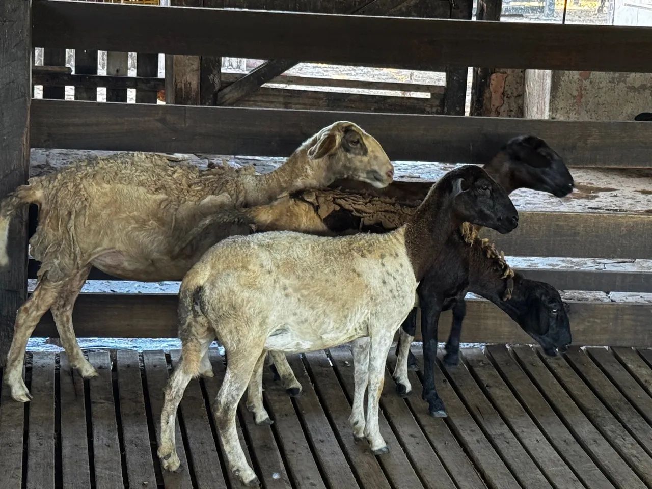 Lote de borregas primeira cria carneiros Carneiro  - Foto 2