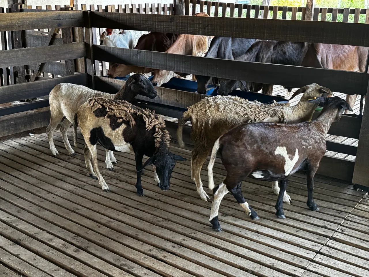 Lote de borregas primeira cria carneiros Carneiro  - Foto 4