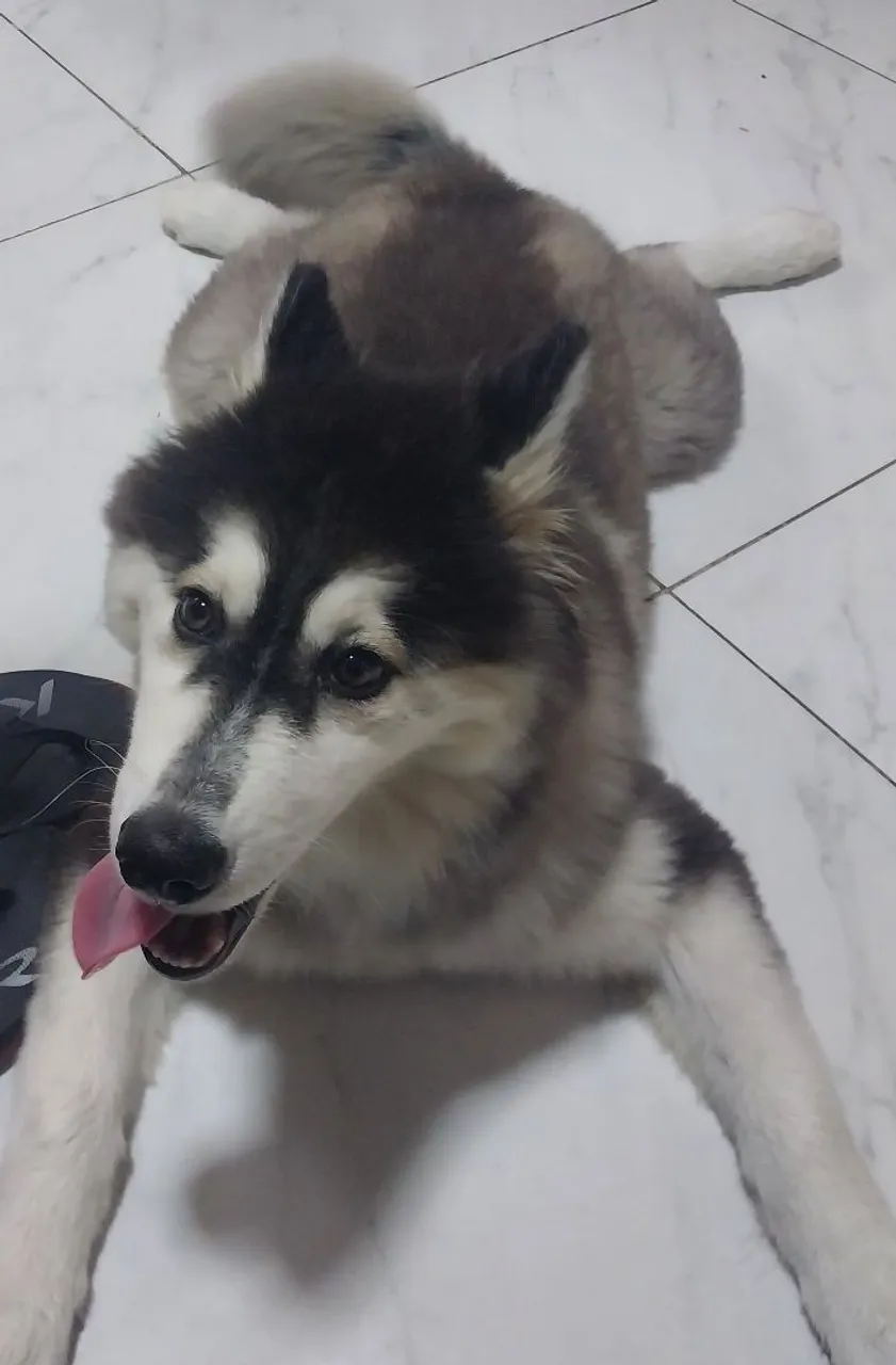Husky siberiano 