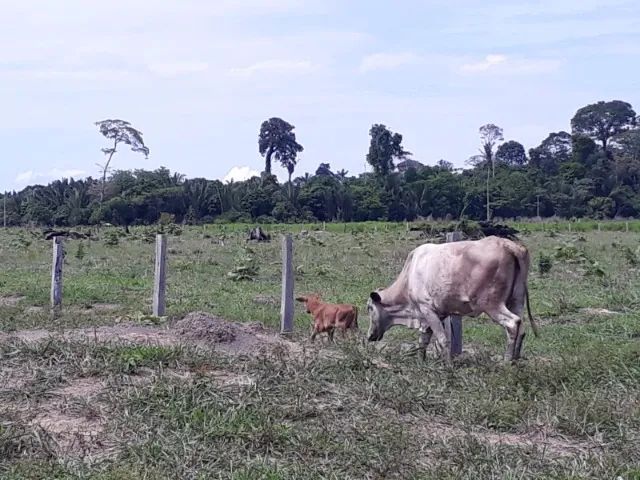 Ótimo lote de bovinos - Foto 2