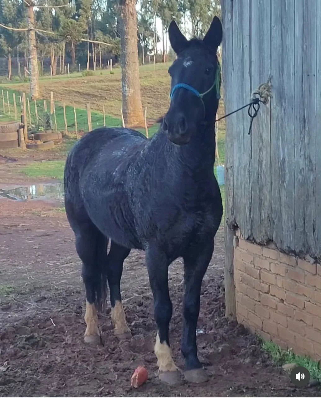 Vendo égua criola - Foto 2