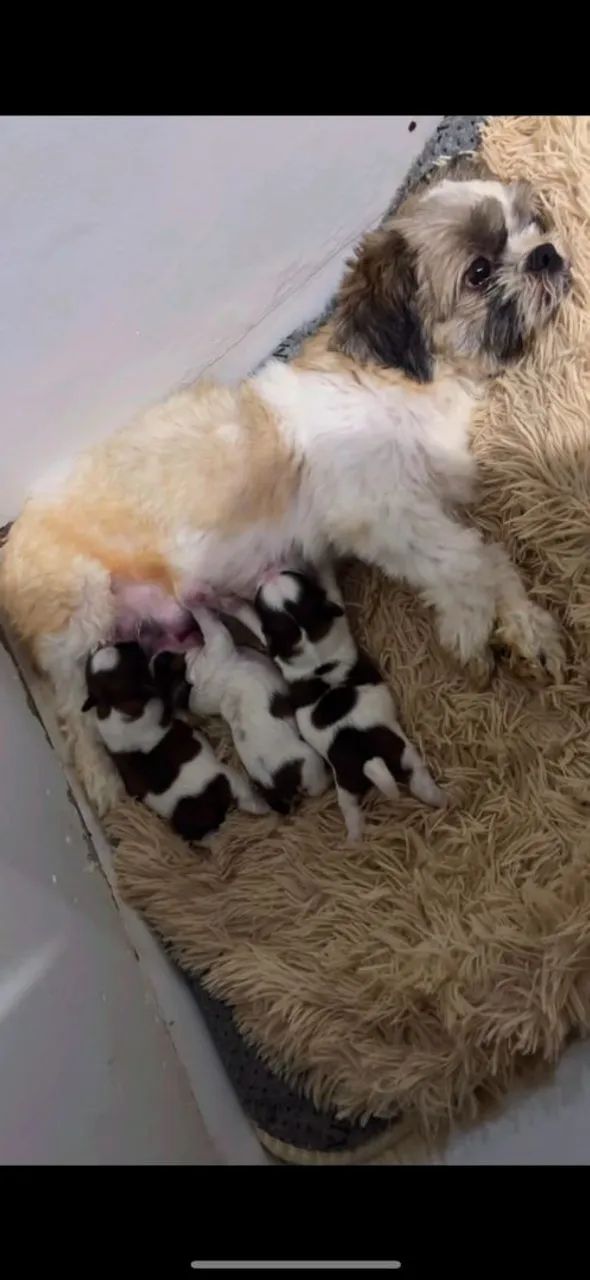 Filhotes Shih Tzu - Foto 2