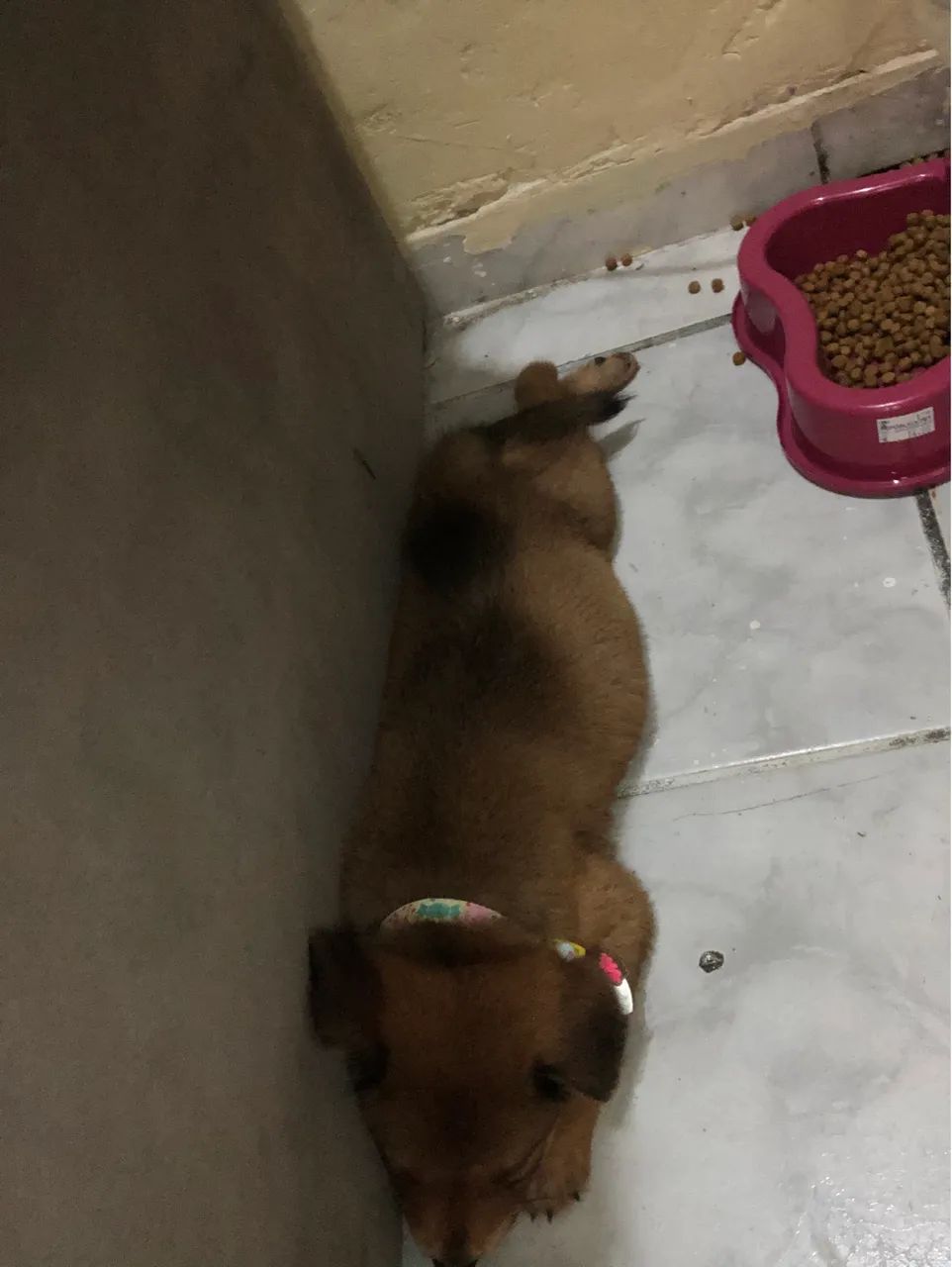 Doando filhotes de chow chow misturado com pastor alemão  - Foto 3