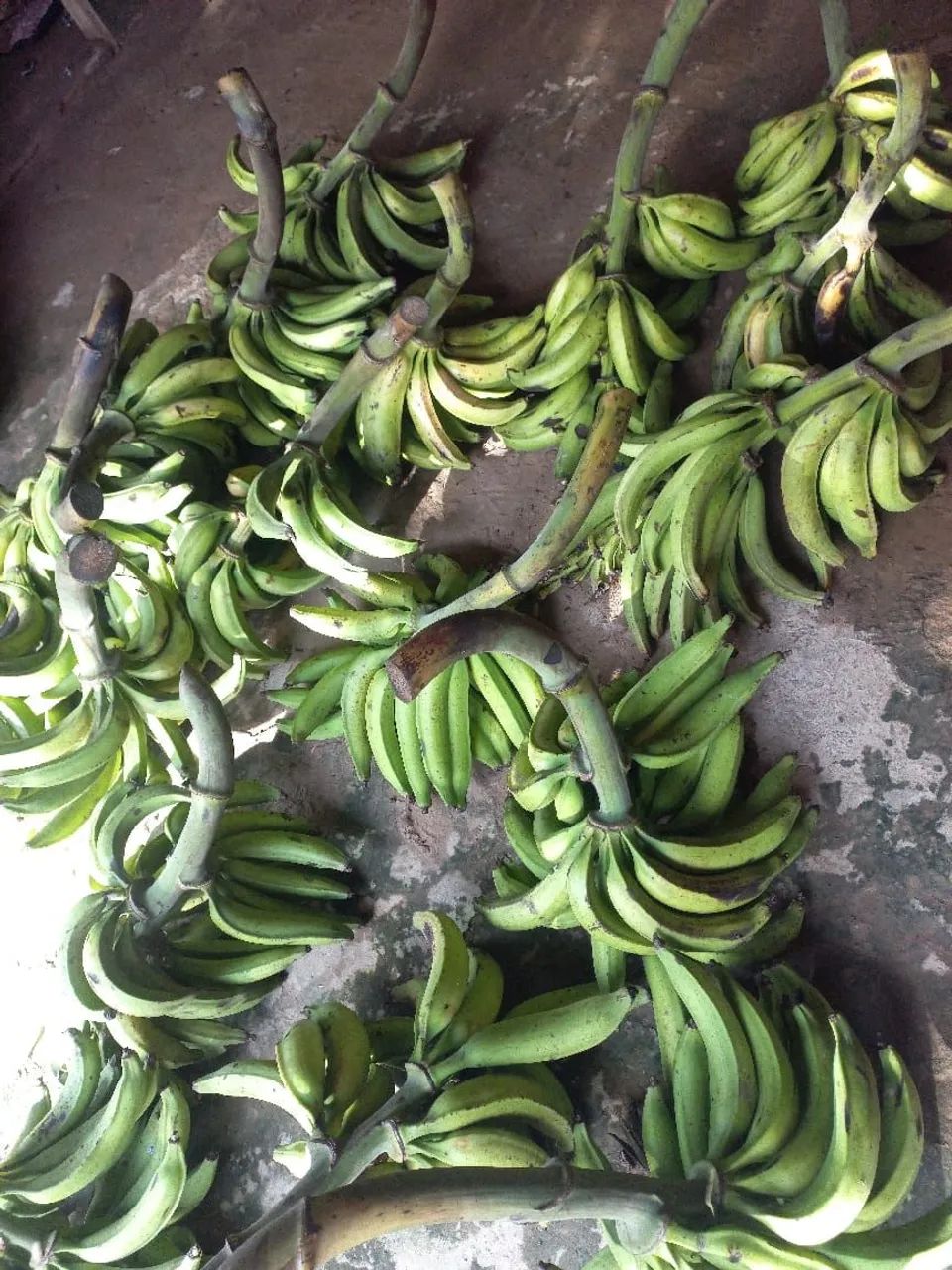 Banana comprida no Bujari - Foto 2