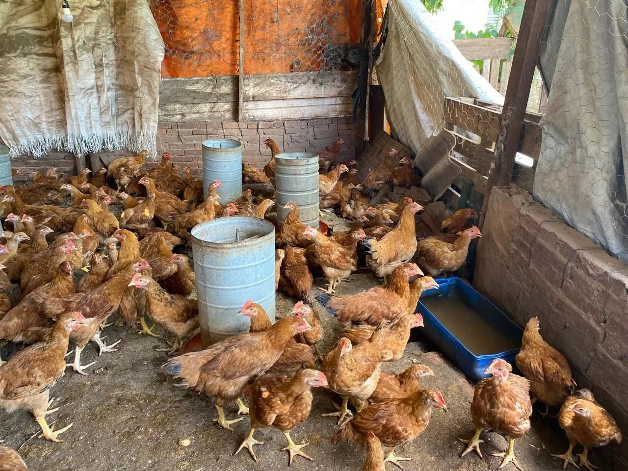 Frango 40 reais cada entrego wasp * - Foto 5