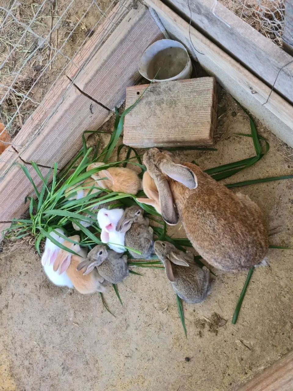 Coelhos Gigantes de Flandres - Foto 2