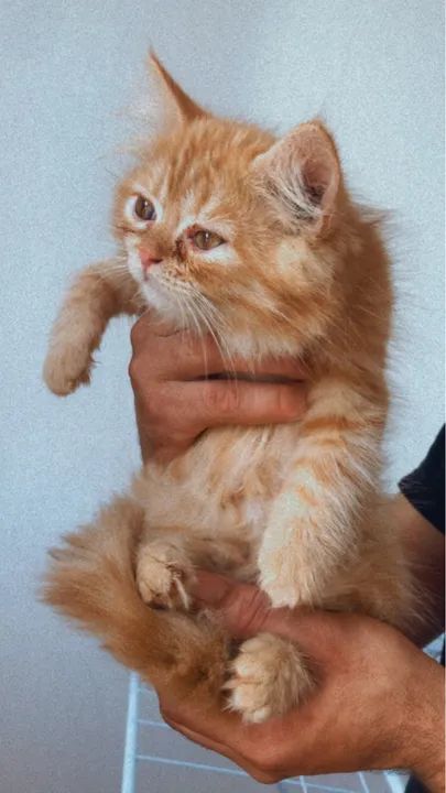 Gatinhos persa - Foto 3