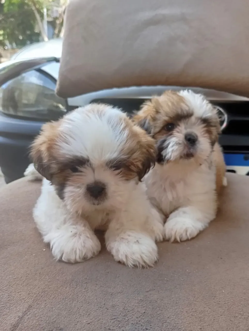 filhotes lhaza apso