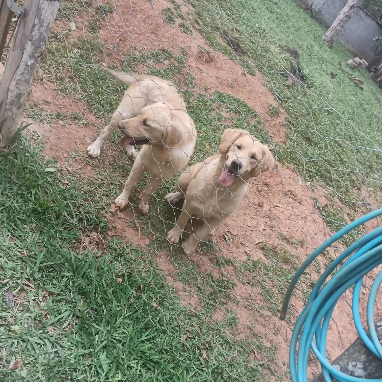 Duas Golden venda  - Foto 4