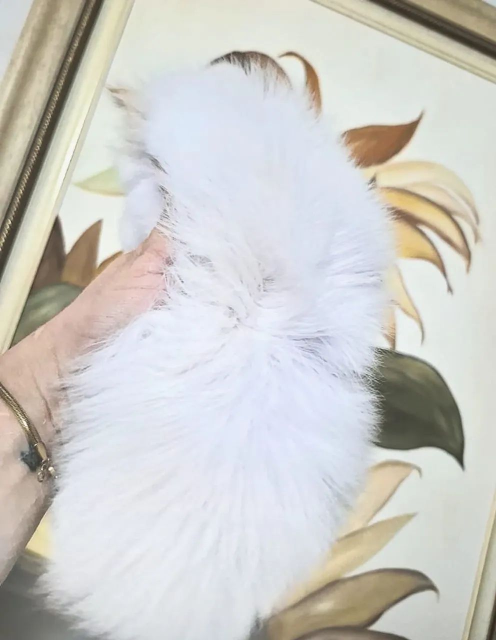 Filhote de gato persa. - Foto 2