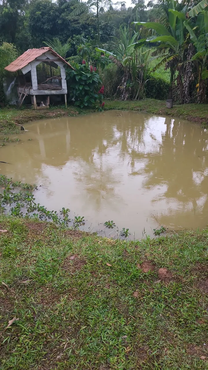 Vendo Granja em Humaitá.