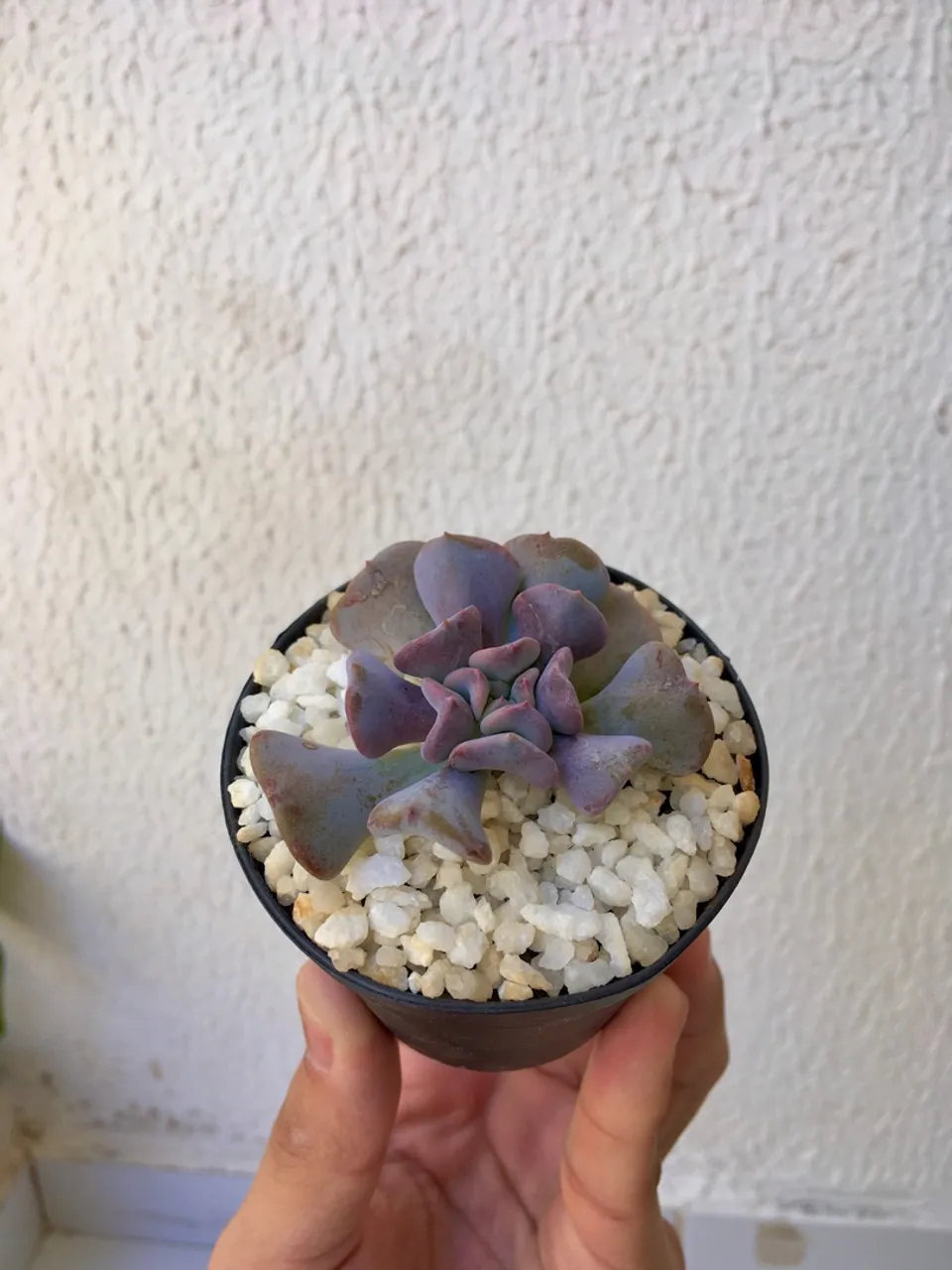 Suculenta raras em Vaso (unidade)