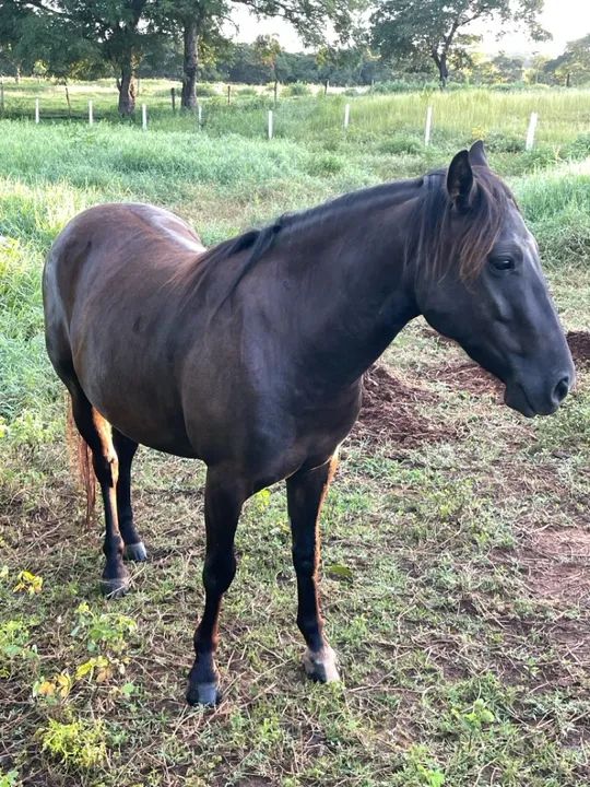 Piquira - Filho de pônei com quarto de milha buldogue  - Foto 5