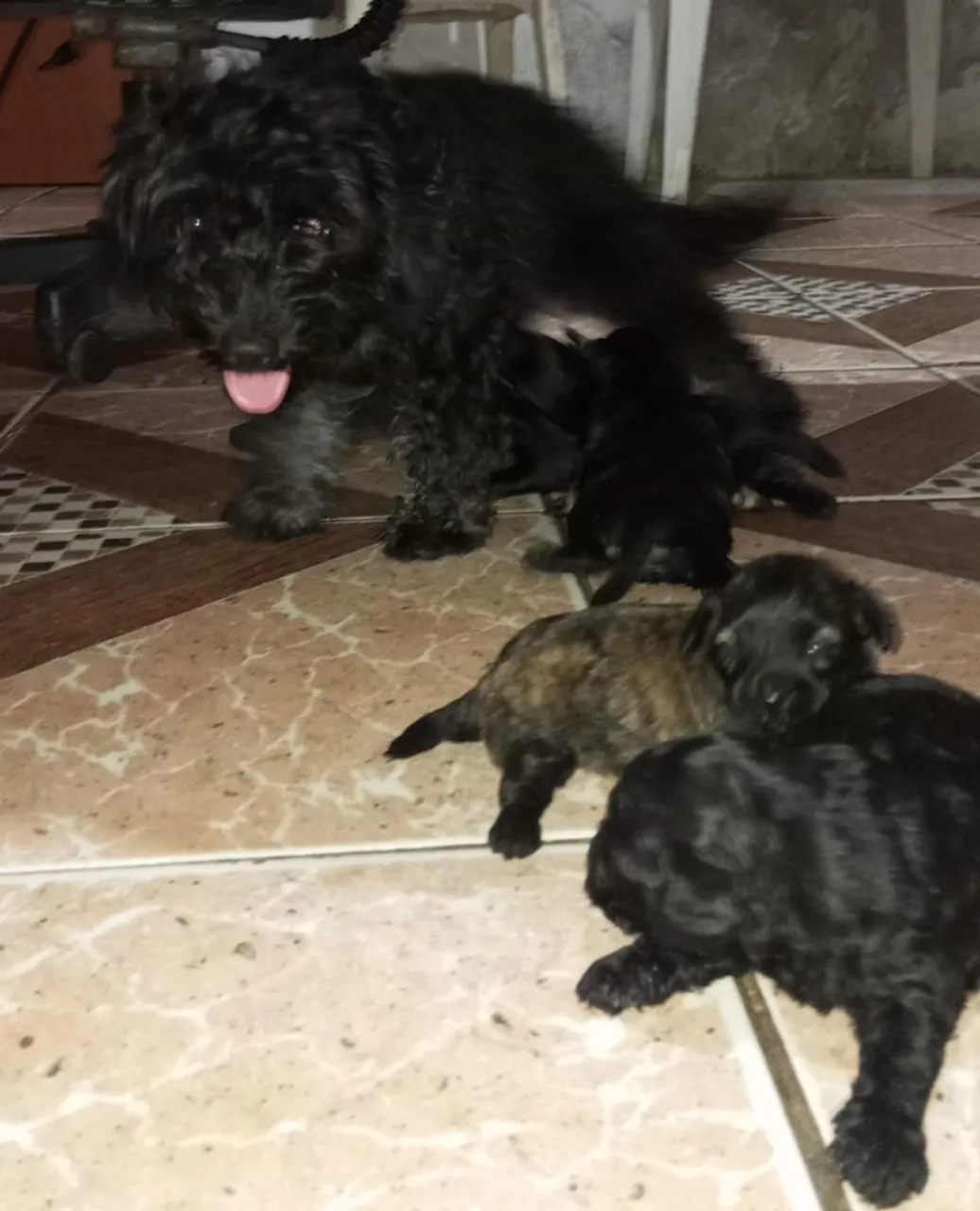 Filhotes Poodle com Pinscher
