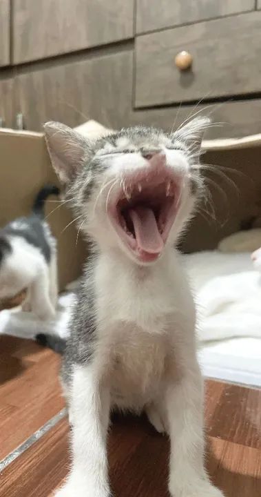 Gatinho disponível para adoção - Foto 2