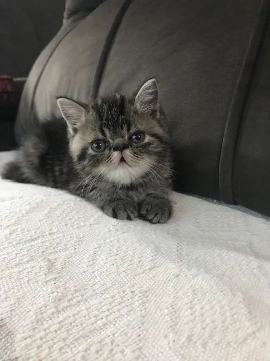 Filhote persa exótico disponível  - Foto 2