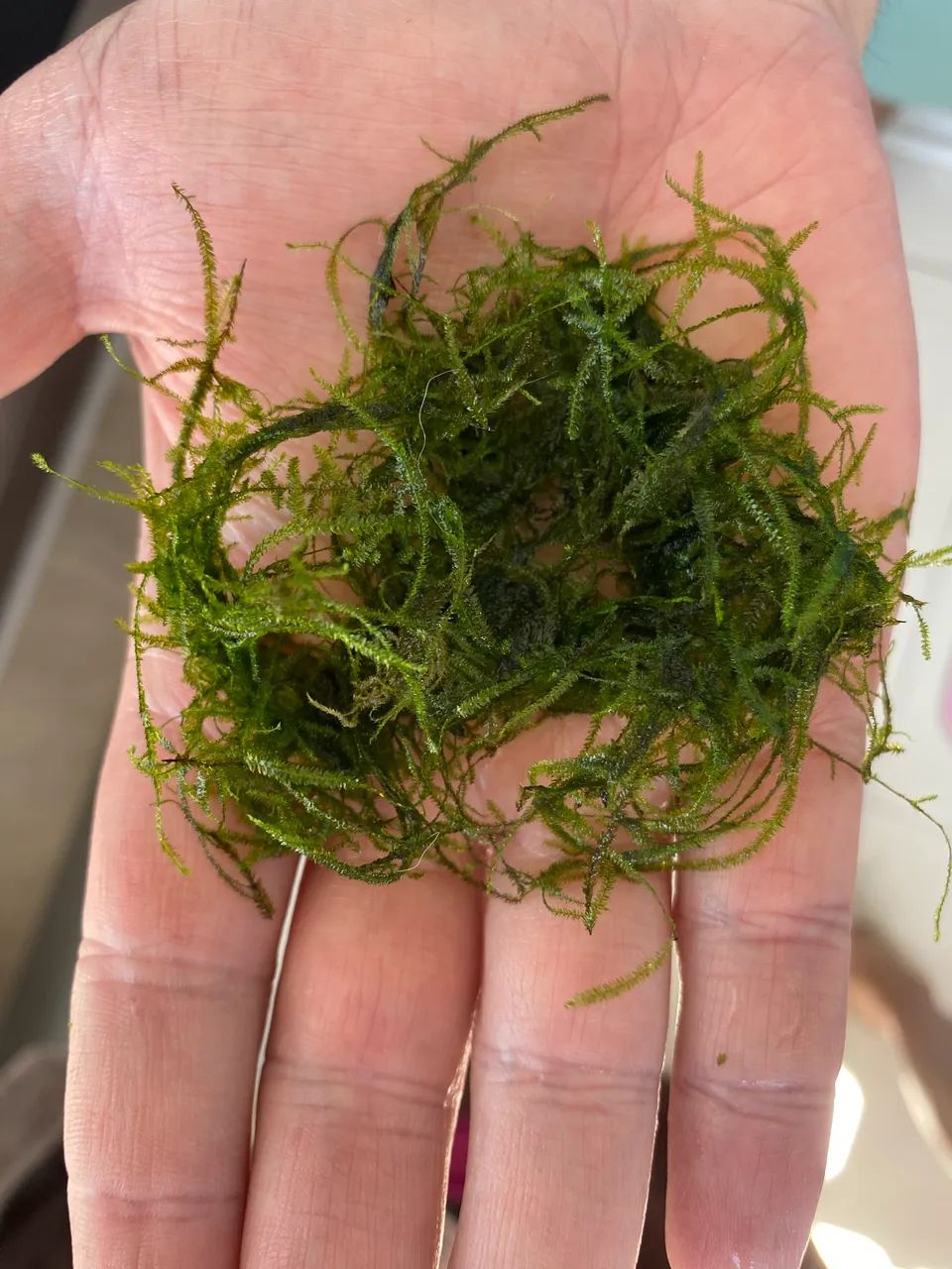 Musgo de Java para aquário  - Foto 2
