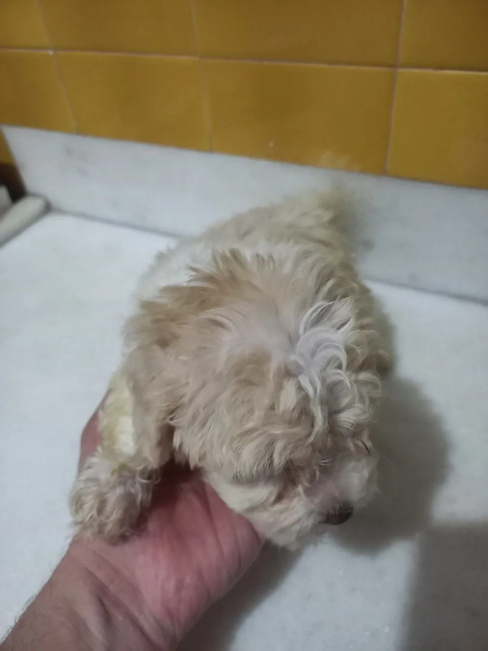 Dois filhotes de i lhasa apso macho