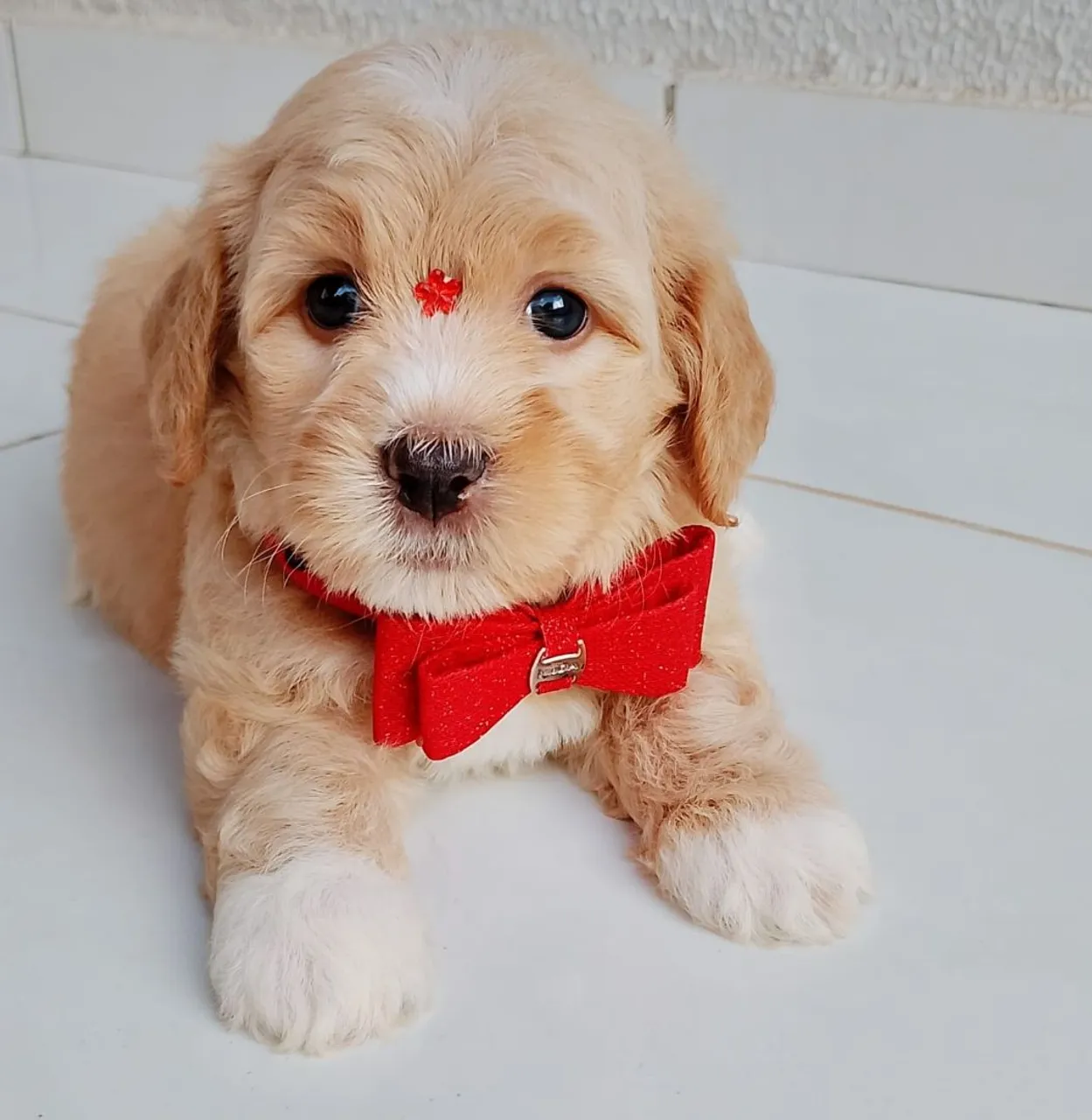Filhote de poodle toy machinho!! Porte pequeno
