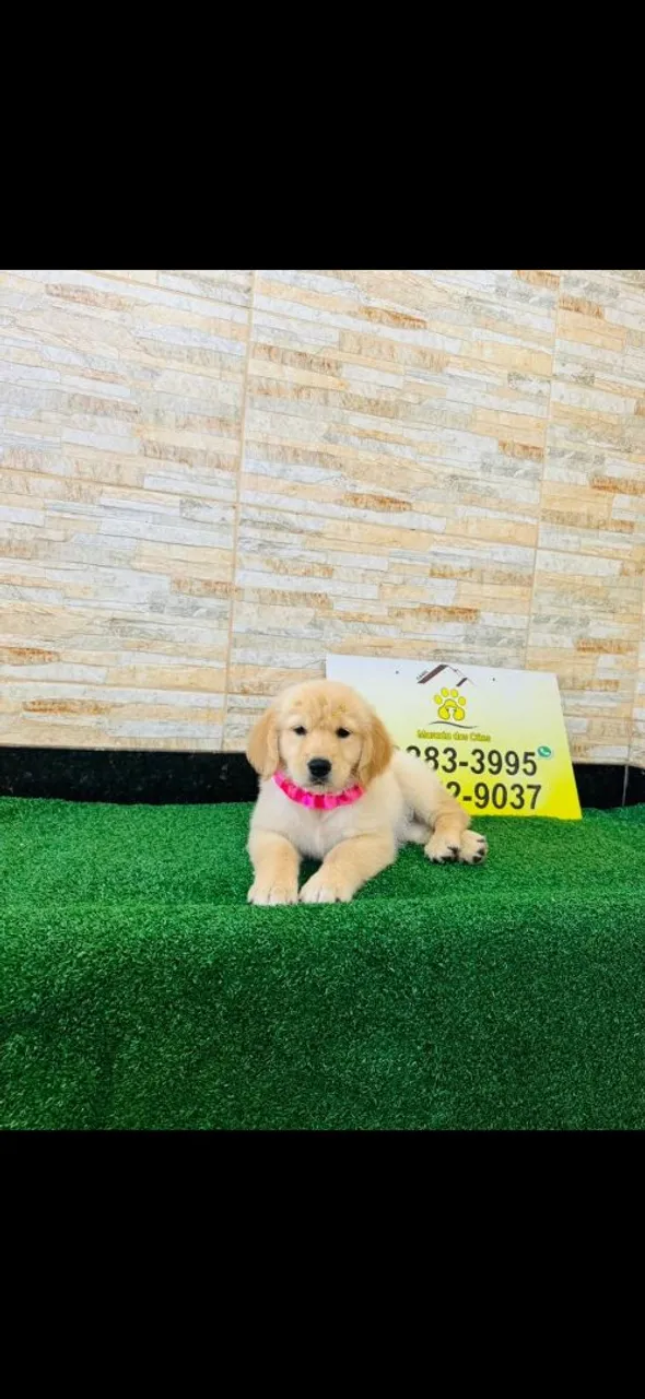 Filhote Golden Retriever -Puricimmo com Garantia no contrato