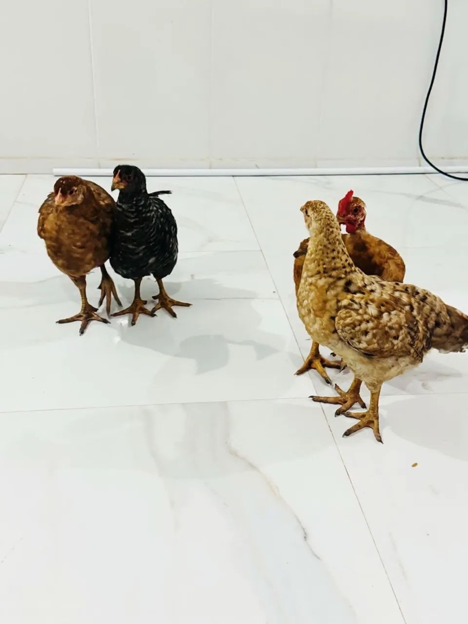 Vendo frangos e frangas 