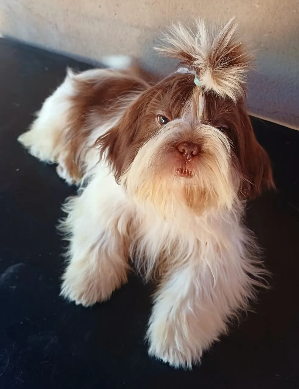Shih Tzu Filhote Charmoso e Dócil