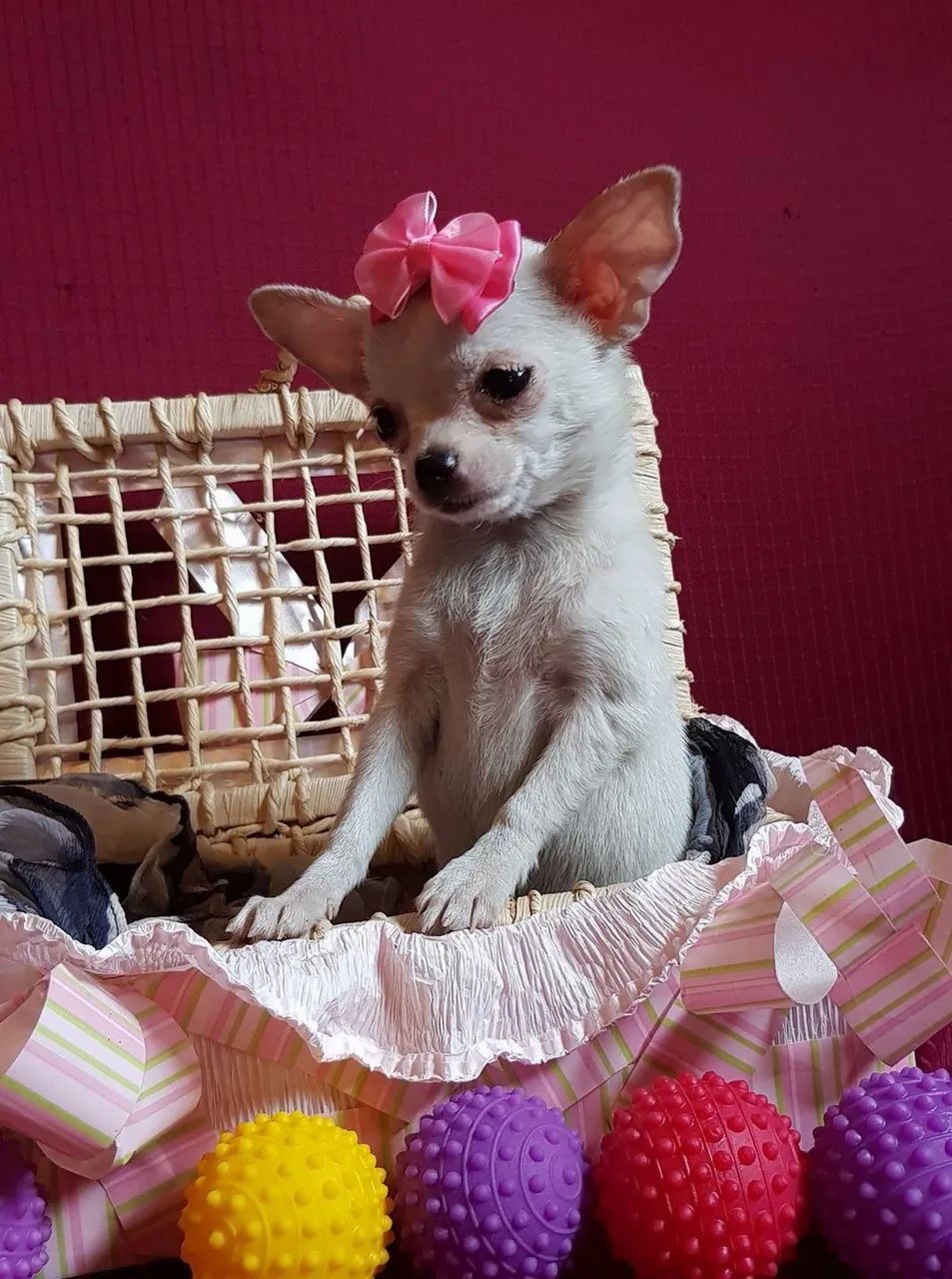Chihuahua pelo curto fêmea branca neve miudinha parcelo até 18  - Foto 2