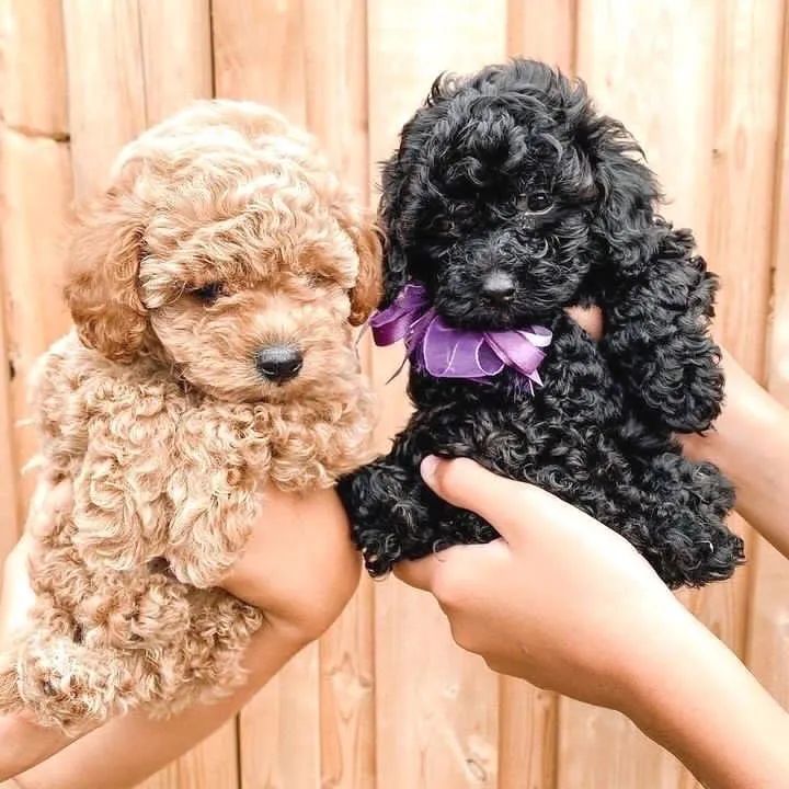 Poodle Mini Toy ( Lindos Machos ) 