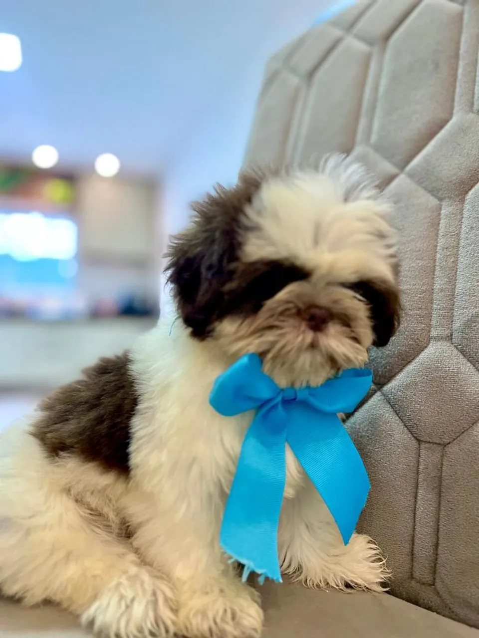Filhote Shih Tzu Macho 