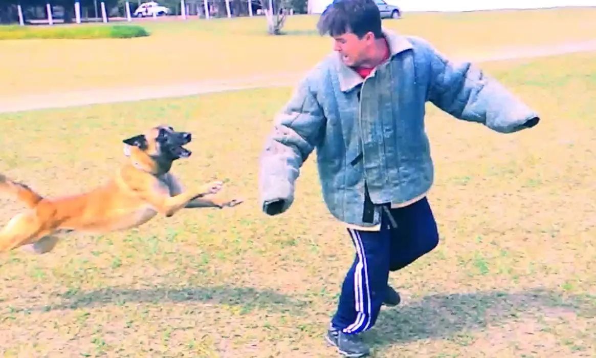 Adestramento de cães qualquer raça ou idade  - Foto 2