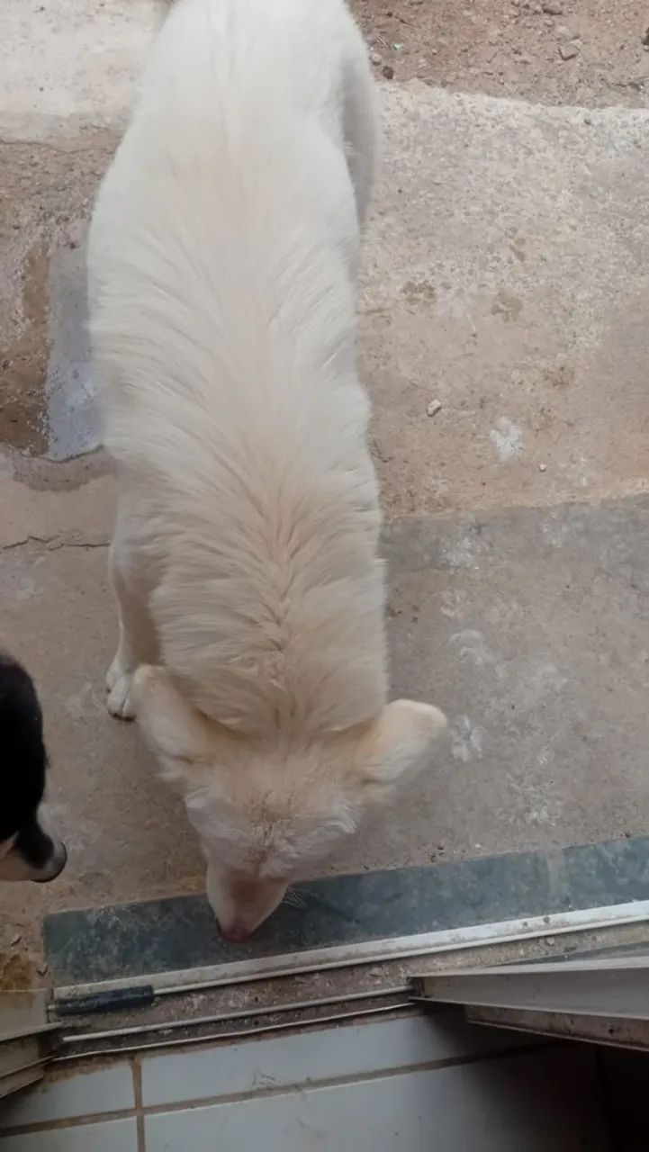 Husky siberiano macho Cachorros Senador Carlos Jereissati