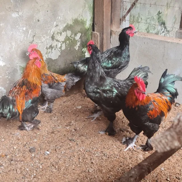 Galos Marans Copper e Croad Langshans