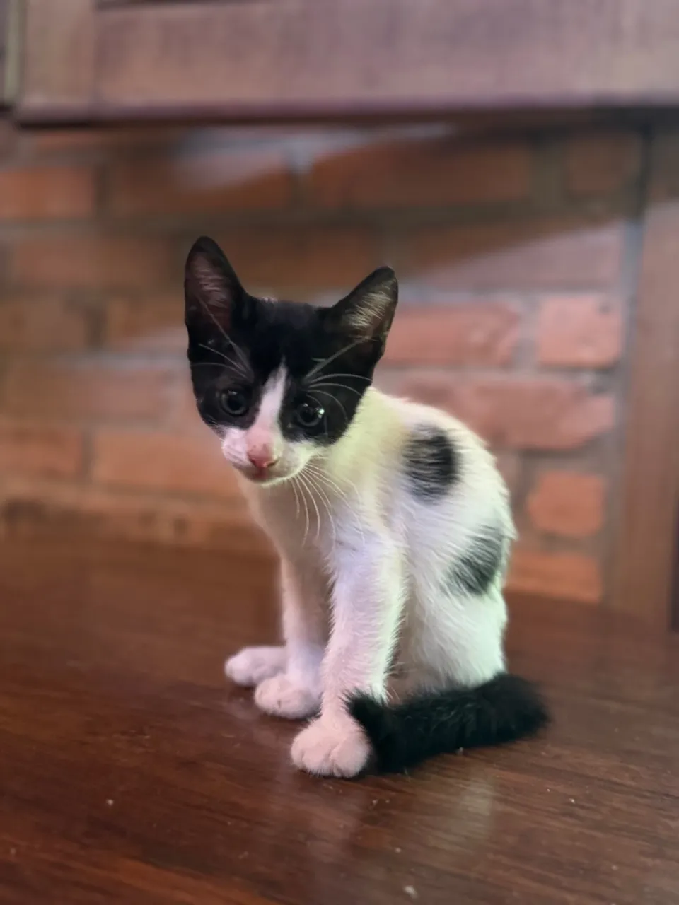 Gatinhos para adoção - cuiabá
