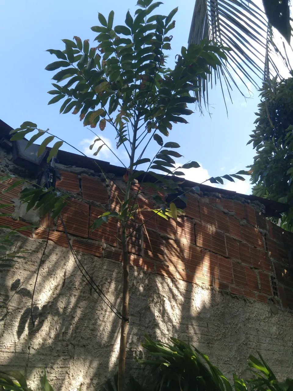 Muda de frutíferas  - Foto 6