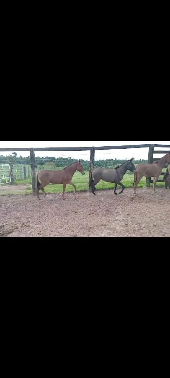 Burros e cavalos para venda
