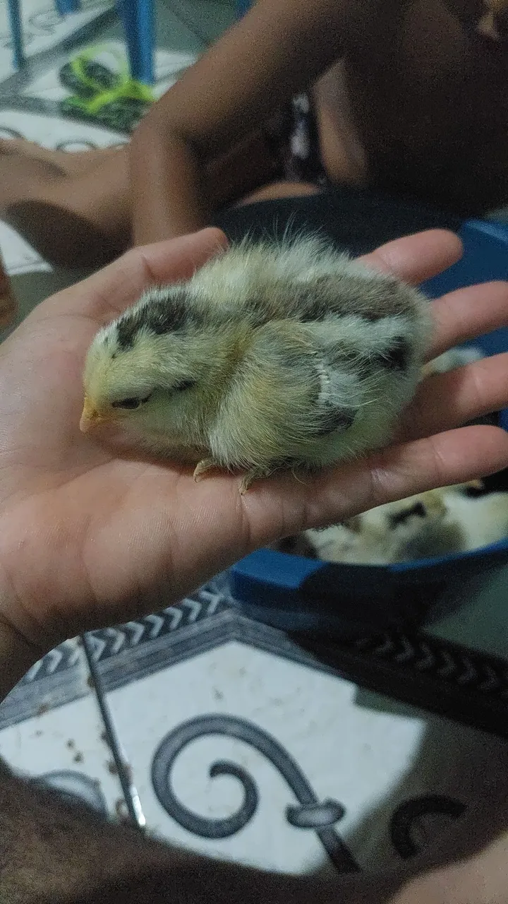 Pintinhos brahma