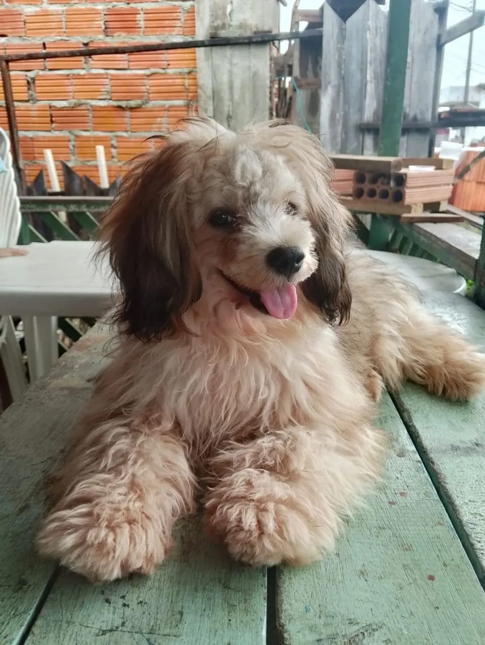 Poodle fêmea