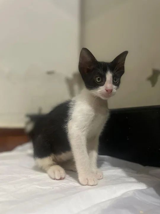 Gatinho disponível para adoção - Foto 4