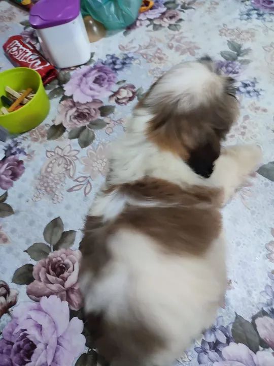 Shih Tzu Filhotes machos já com 2 vaciná - Foto 5