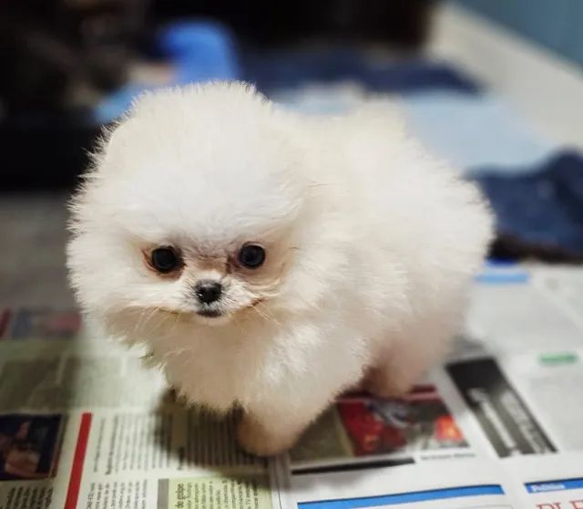 Spitz Alemão/Lulu da Pomerânia,machos castrados cor diversas!Filhotes c/excelente Pedigree - Foto 3