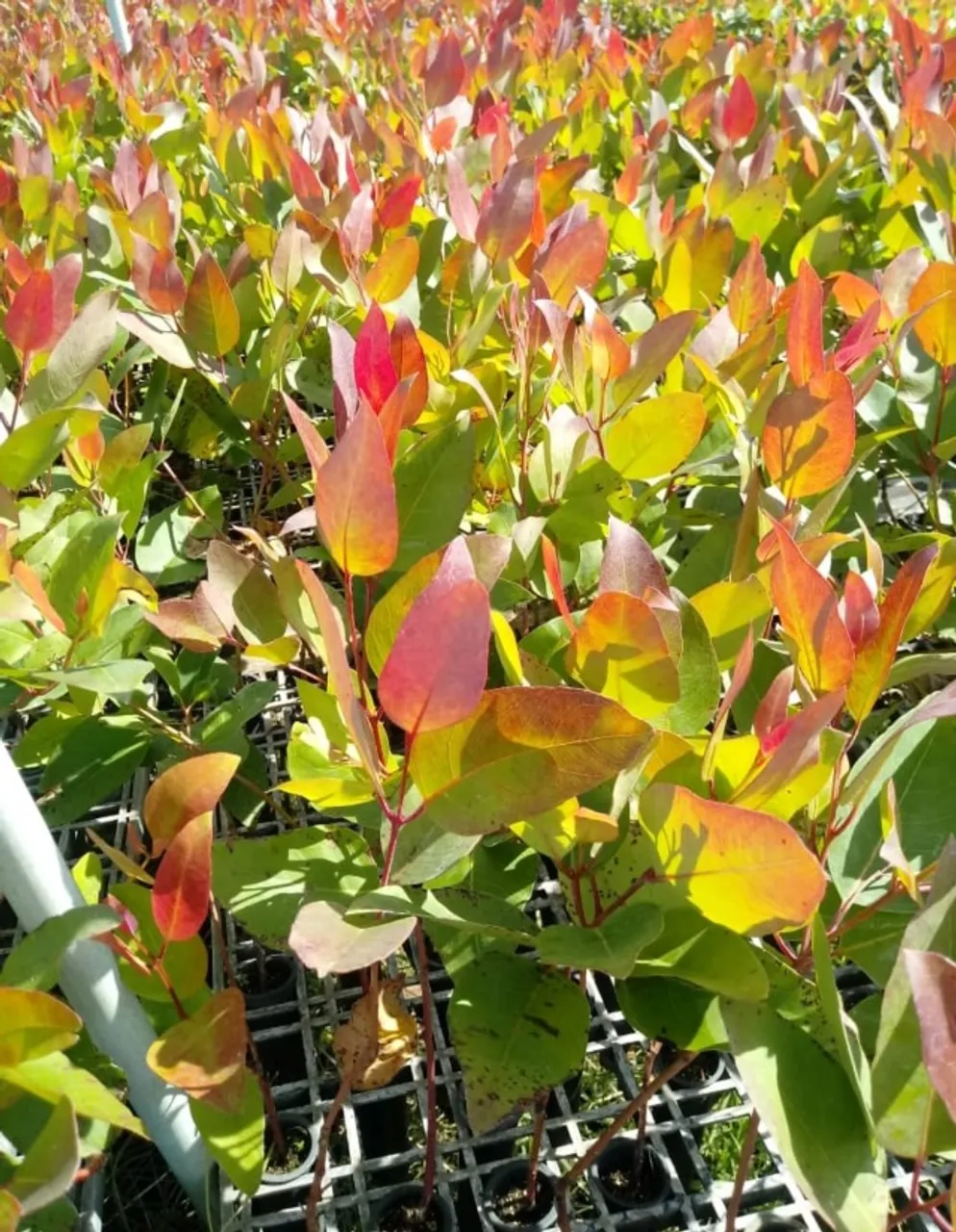 Mudas de Plantas e Eucalipto Prontas para Plantio