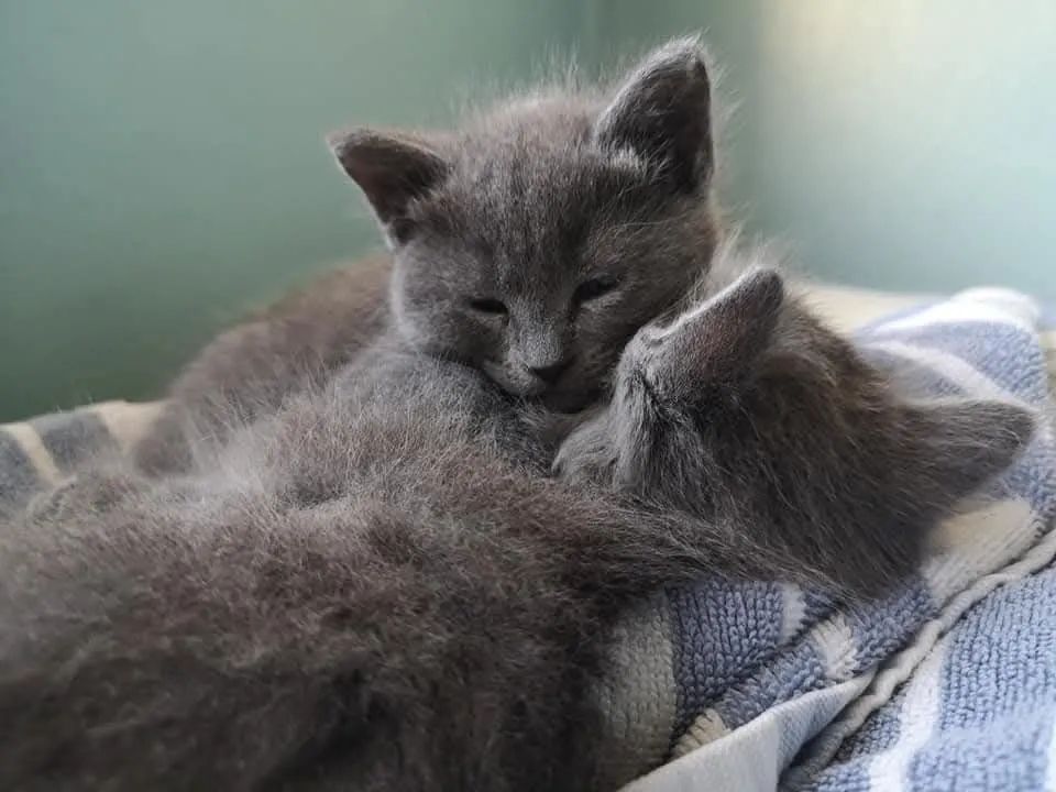 Filhotes de russian blue anti-alérgicos 