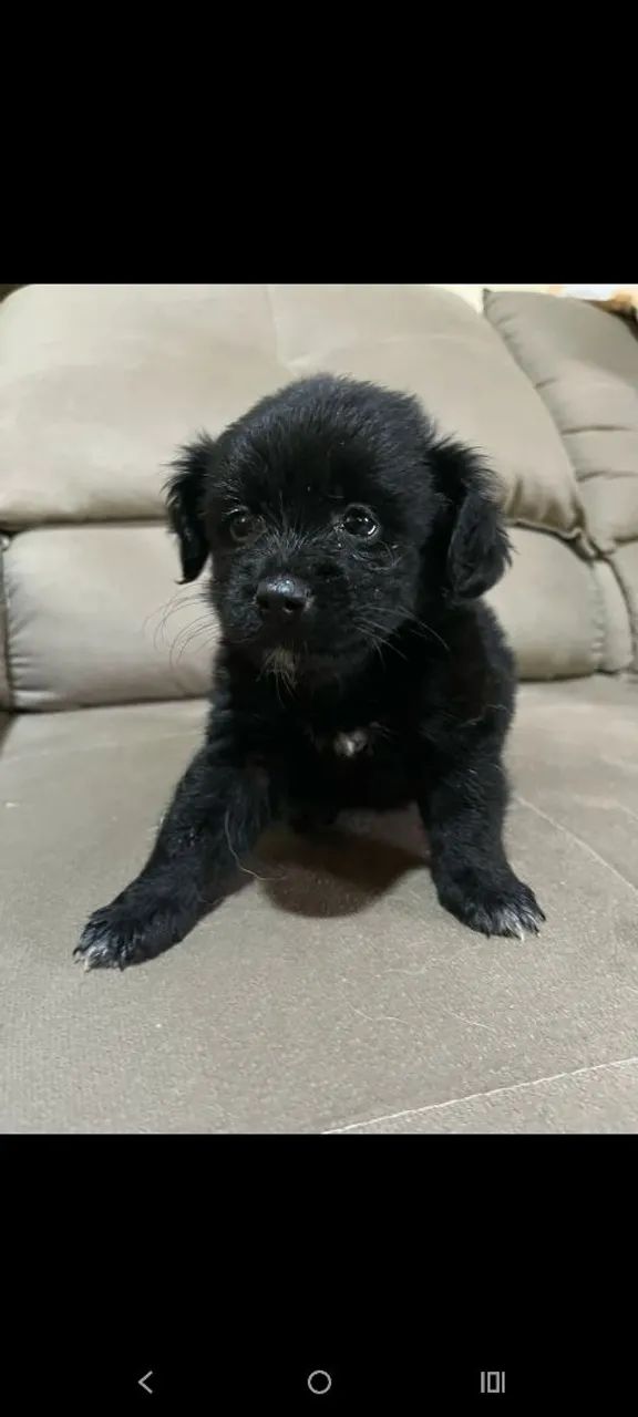 Filhote de cachorro - Foto 2