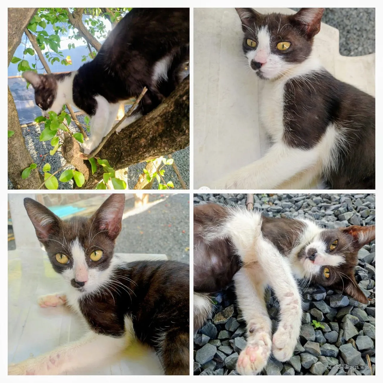Gatinho para Adoção - Macho