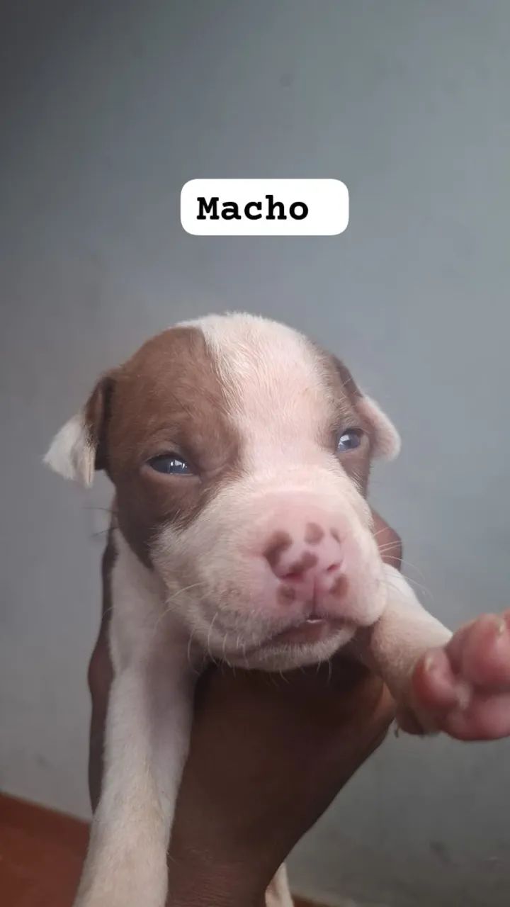 Filhote Pitbull puro